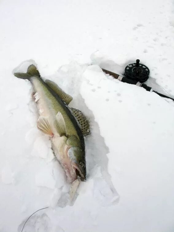Ловлю судака зимой на тюльку. Зимняя рыбалка на судака на тюльку на Волге. Судак рыба на,тюльку. Судак на тюльку зимой. Зимняя рыбалка на судака на тюльку.