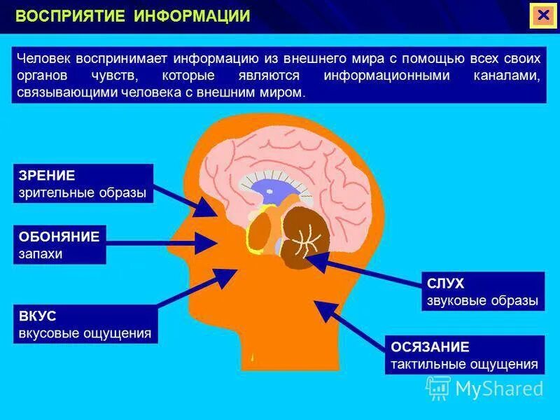 Восприятие мозгом информации. Восприятие информации. Восприятие информации человеком. Восприятие информации мозгом. Информация каналы восприятия и информации человека.