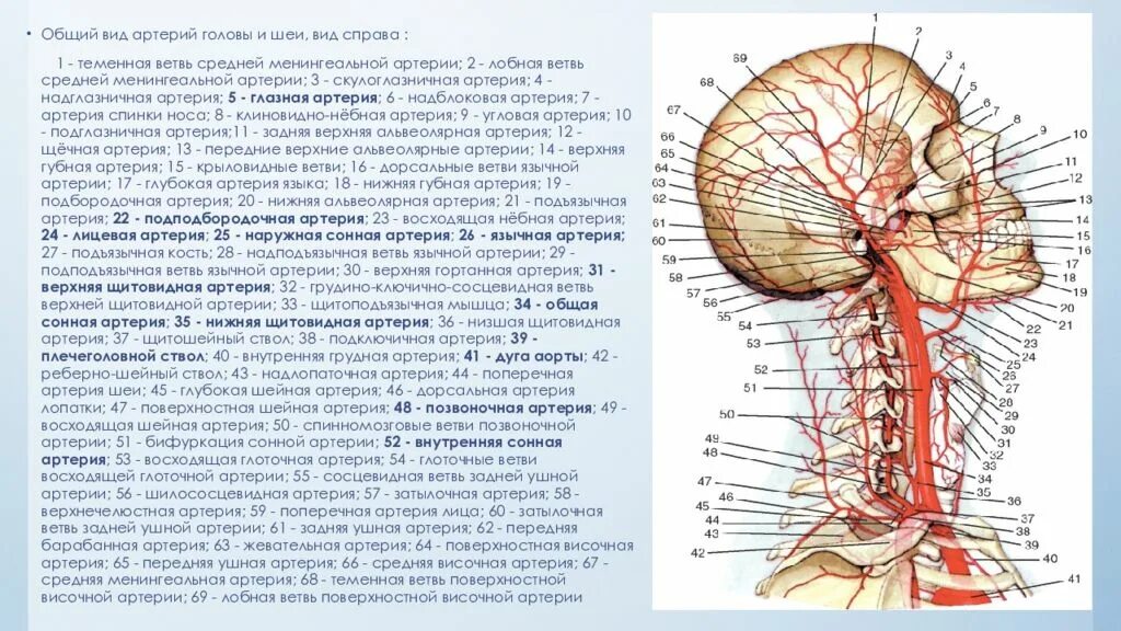 Наружная Сонная артерия анатомия. Ветви наружной сонной артерии схема. Артерии шеи и головы области кровоснабжения. Топографическая анатомия внутренней сонной артерии.