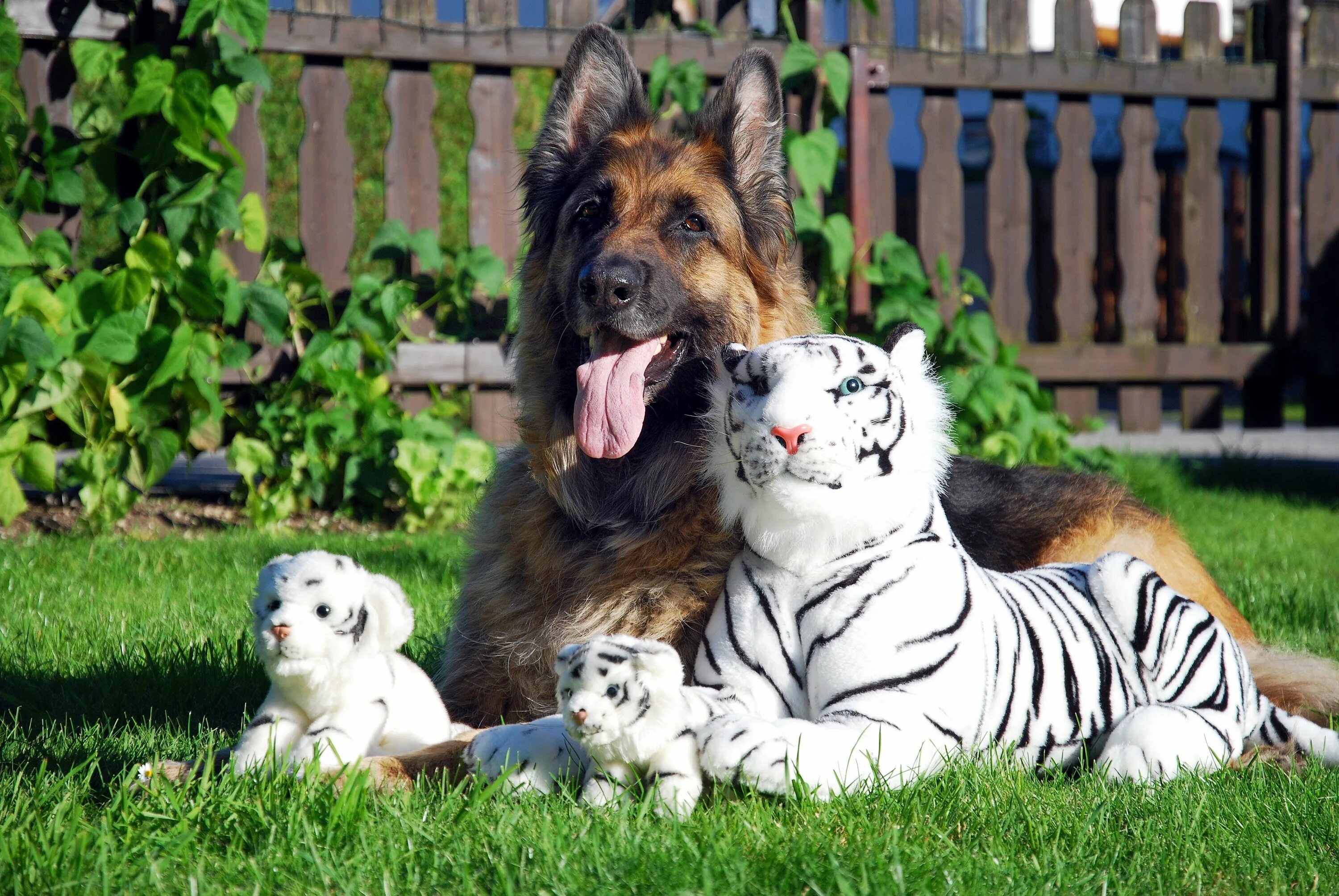 Большие собаки и кошки. Тайгер порода собак. Животные вместе. Собака тигр. Красивые собаки.