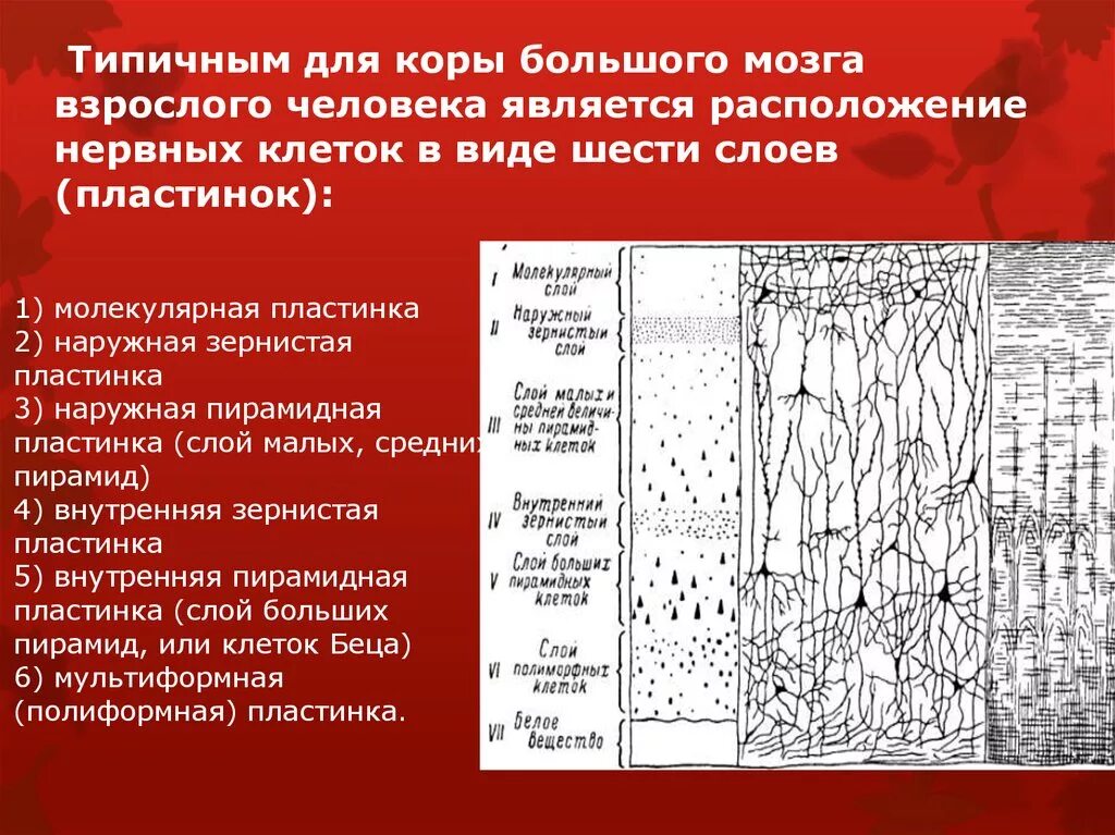 Организация коры головного мозга