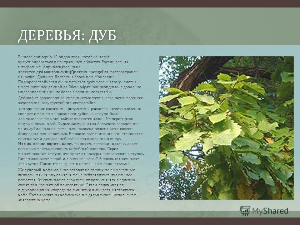 Информация о дубе 3 класс. Информация о дубе 3 класс. Дубы названные именами. Информация о дубе 3 класс. Петровский дуб астрахань.