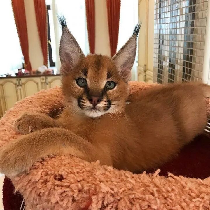 Бенгальская леопардовая кошка. Сервал ашера саванна. Сколько в среднем стоит кошка. Возраст котов по человеческим меркам таблица по годам. Абиссинский каракал.