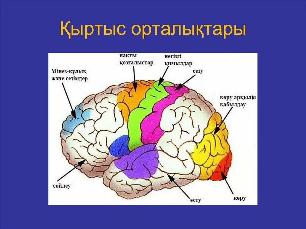 Ми деген не. Ми б?лімдері презентация. Ми анатомиясы. Ми ??рылысы презентация. Ми ??рылысы презентация.