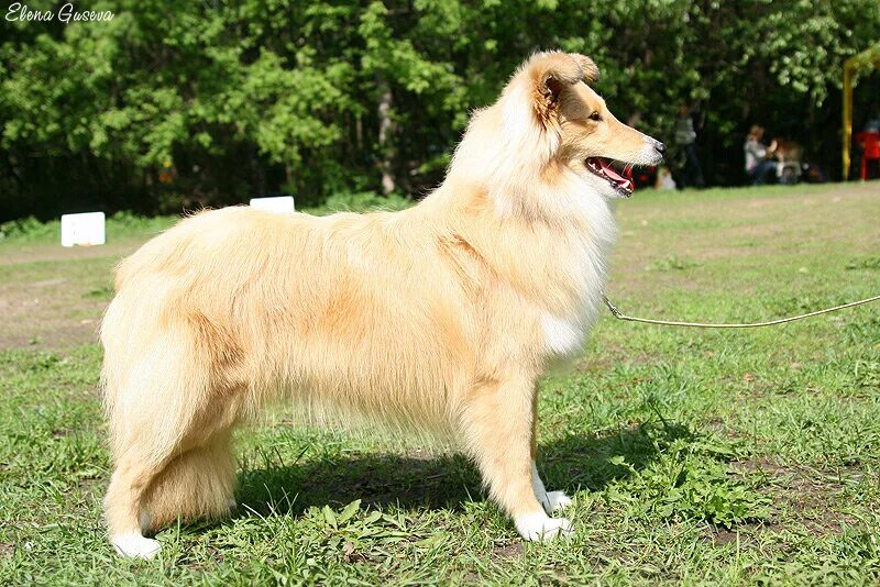 шелти и чихуахуа. графское поместье питомник шелти. трюфель из графского поместья.