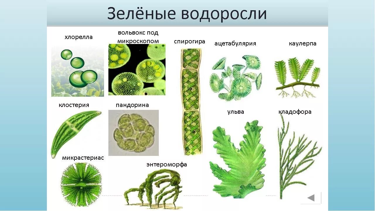 Группы водорослей примеры. Chlorophyta отдел зелёные водоросли. Отдел зеленые водоросли одноклеточные. Представители зеленых водорослей 7 класс. Одноклеточные растения зеленые водоросли.