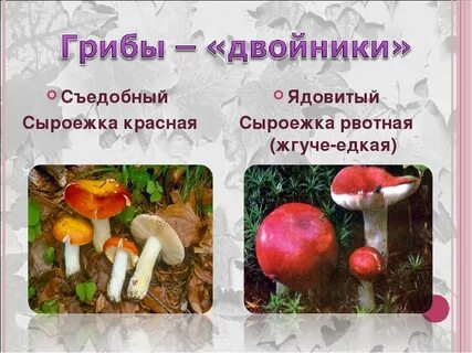 Ложные сыроежки как отличить от настоящего