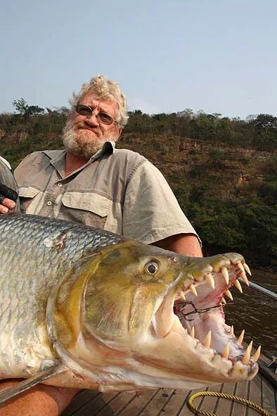Как выглядит тигровая рыба phantom of the Congo the Goliath Tigerfish! River monsters, Fish, Fishing worl