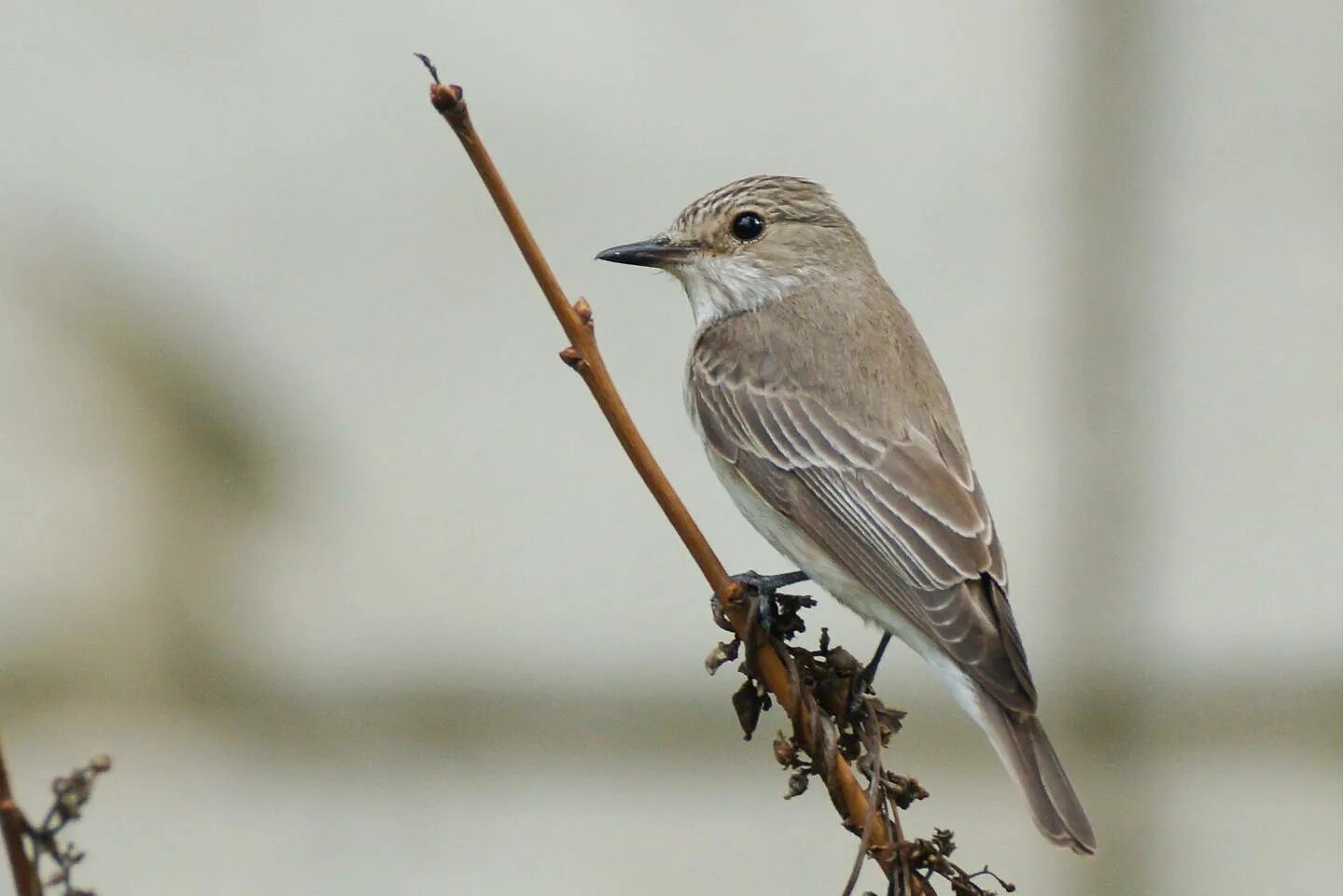 Как обитает серая птица. Серая мухоловка (Muscicapa striata). Мухоловка серая – Muscicapa striata (Pallas, 1764). Рыжехвостая мухоловка (Muscicapa ruficauda). Вилкохвосоя мухоловка птица.