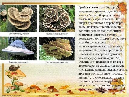 Гриб трутовик описание фото