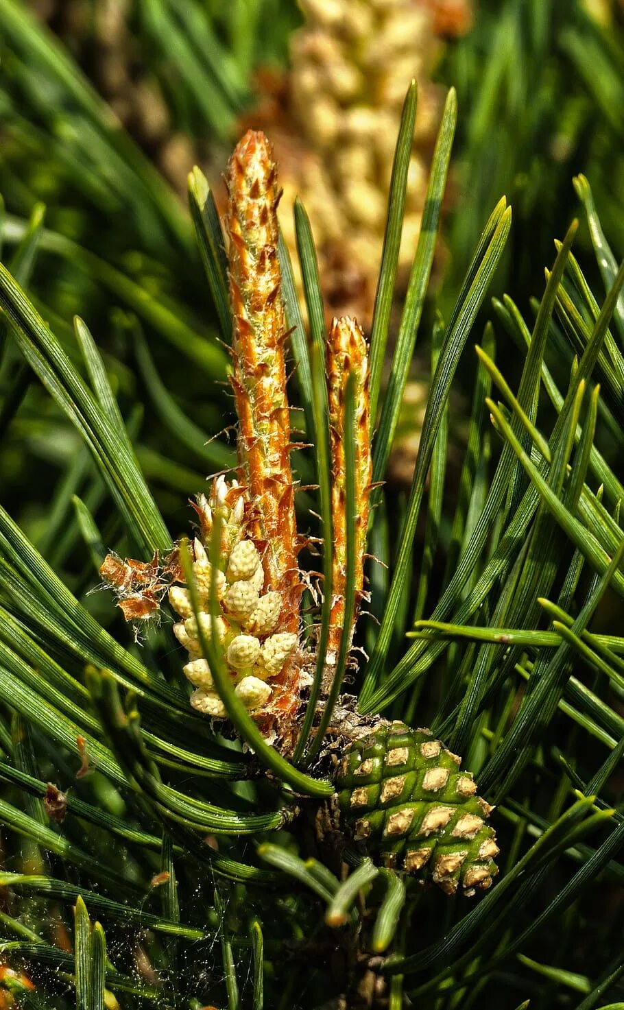 Мужская шишка. Pinus Sylvestris шишки. Микростробилы сосны обыкновенной. Pinus Sylvestris Лесная. Пыльца шишек сосны.