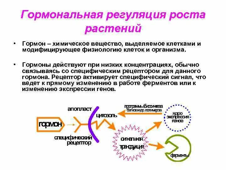 Какой гормон регулирует рост. Гормональная регуляции жизнедеятельности организма. Регуляция роста растений. Гормональная регуляция роста. Гормональная регуляция растений.