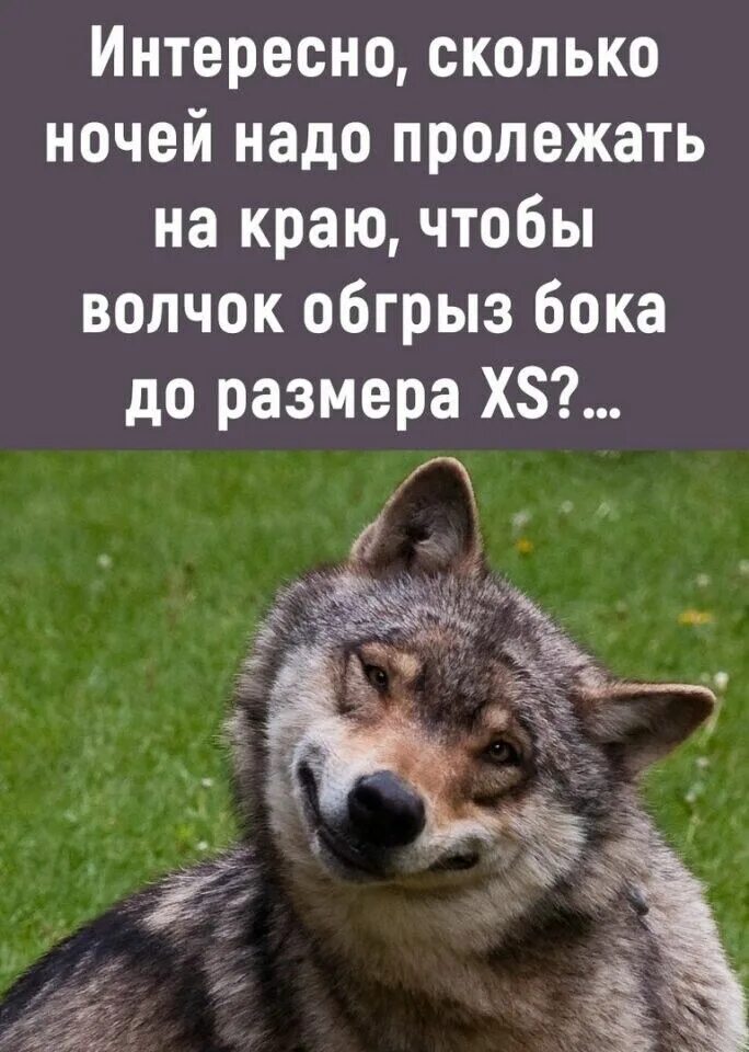 Надо на ночь сколько. Сколько ночей чтобы волчок. Волчок обгрыз бочок. Серенький волчок. Сколько ночей нужно полежать на боку чтобы серенький волчок.