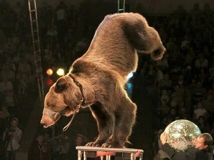 Животные выступают