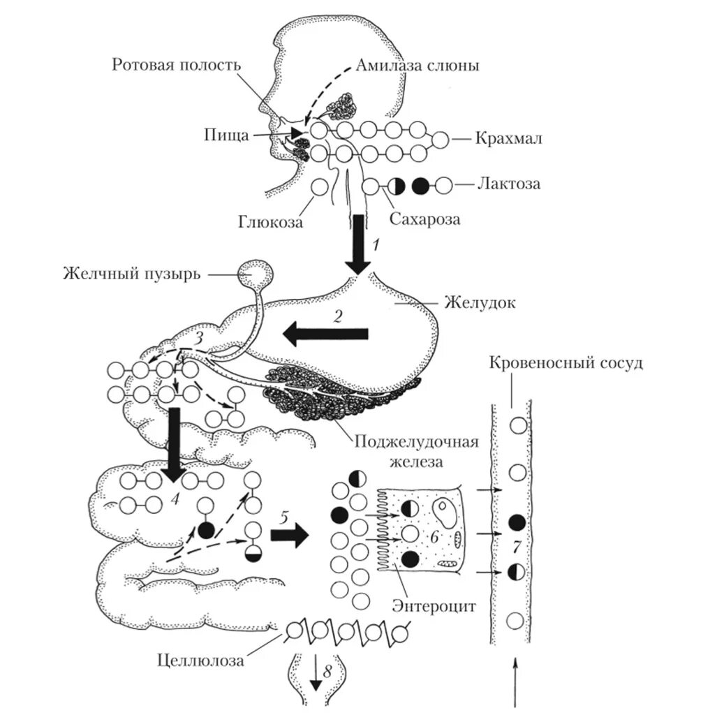 Ротовая полость амилаза. Схема переваривания углеводов в ЖКТ. Механизм переваривания углеводов в пищеварительном тракте. Схема расщепления углеводов. Схема процесса расщепления углеводов.