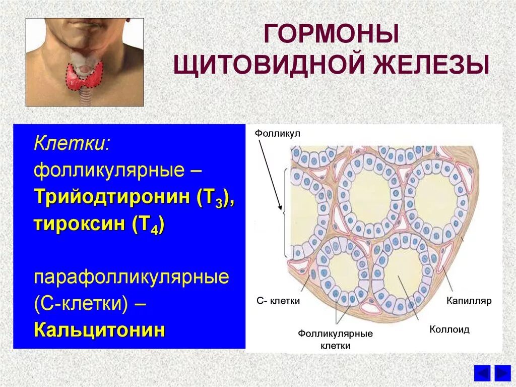 Фолликулярные клетки щитовидной железы. Строение клеток щитовидной железы. Фолликулярные клетки щитовидной железы вырабатывают гормоны. Гормоны щитовидной железы гистология.