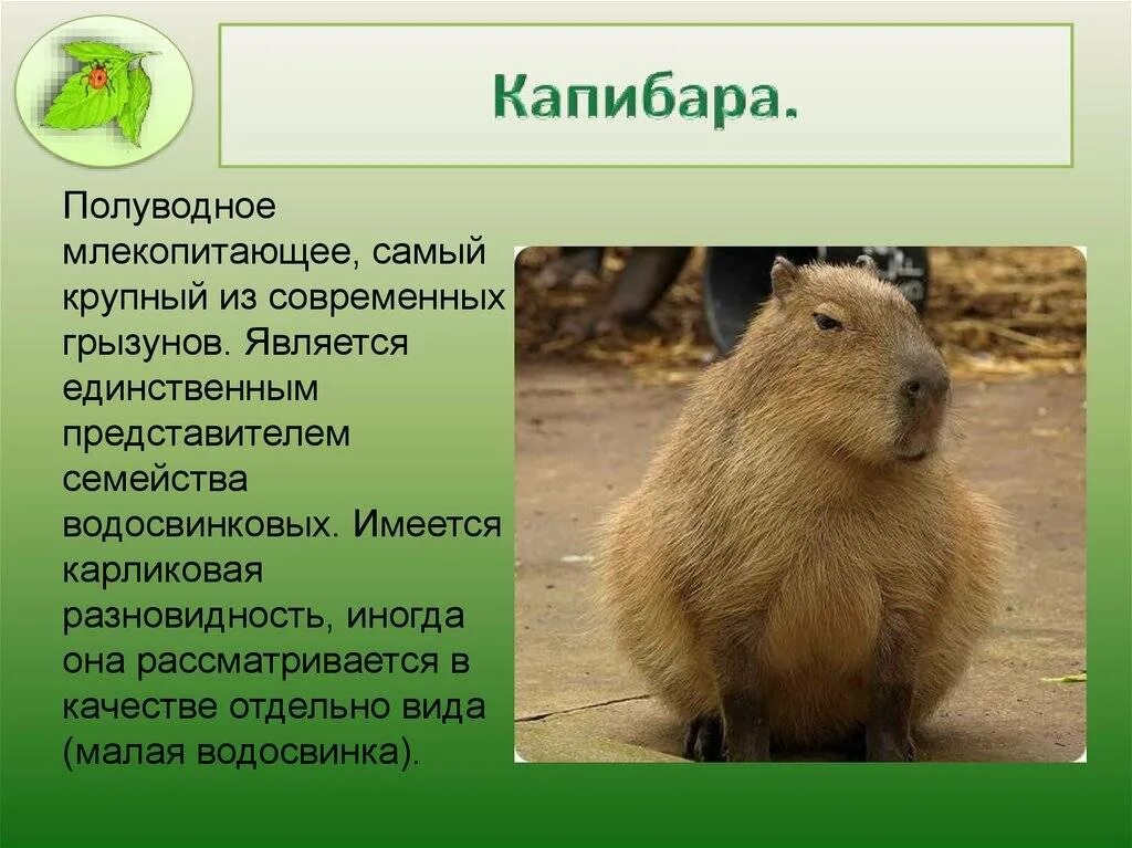 Сообщение о капибаре. Популяция капибар. Капибара рассказ. Капибара интересные факты. Текст про капибару.
