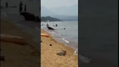 Медведи на пляже на байкале