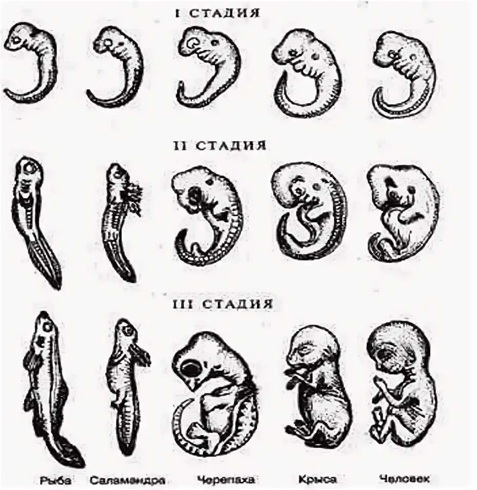 На каких стадиях развития онтогенеза и филогенеза