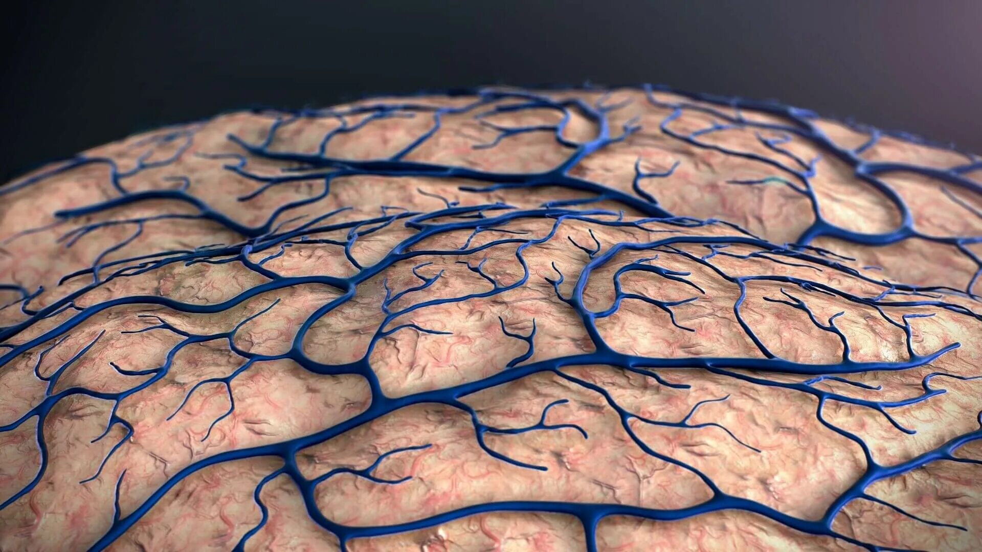В мозге есть сосуды. Капилляры в мозге человека. Снимок вен мозга.