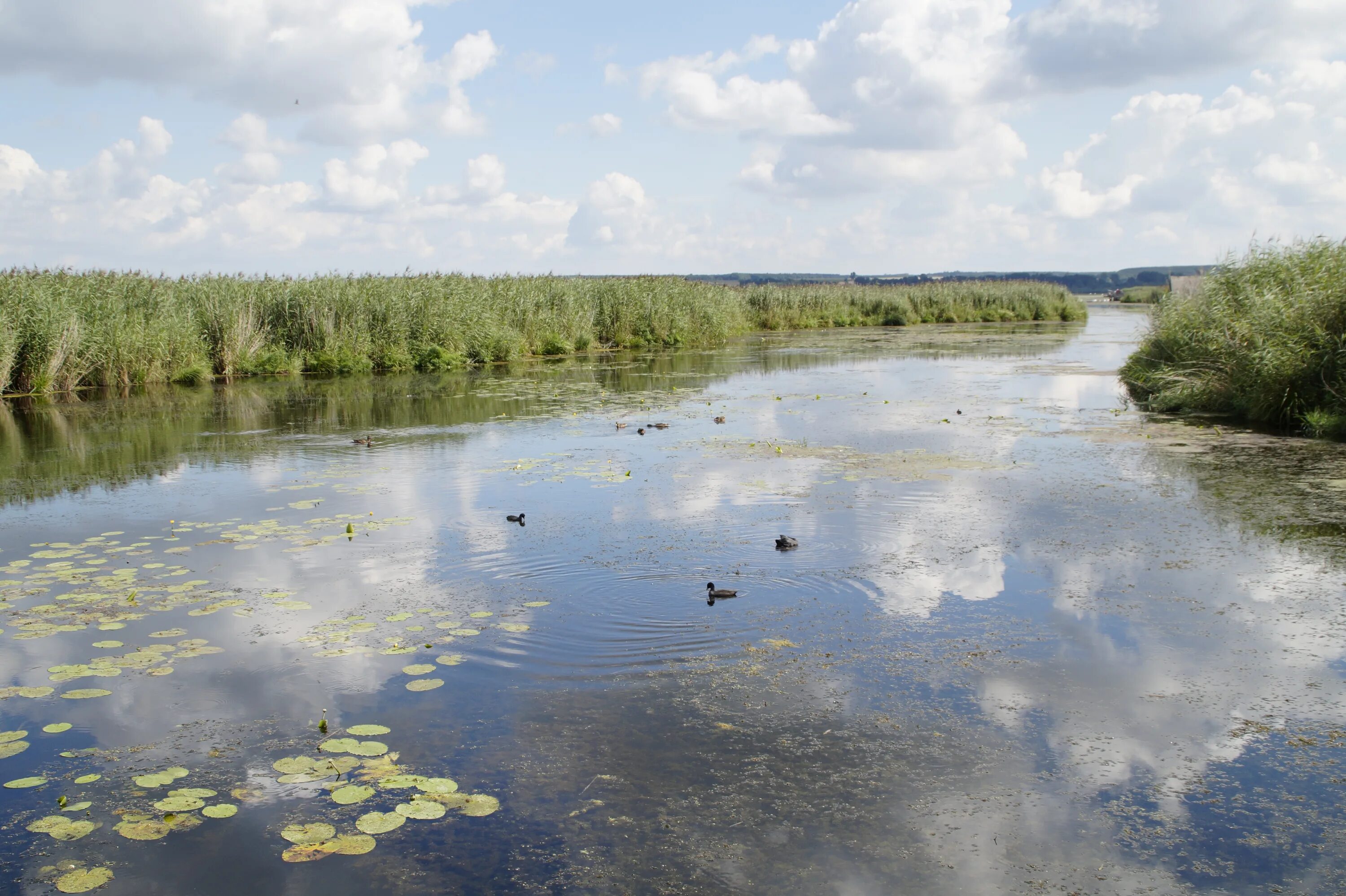 В болоте пресная вода. Заболоченная река Дон. Озеро болото. Речные болота. Заросшее озеро.