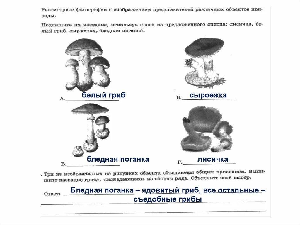 Какой тип питания характерен для шампиньона августовского. Грибы ВПР. Задание ВПР про грибы. ВПР по биологии грибы. Проверочная работа на тему гриб.