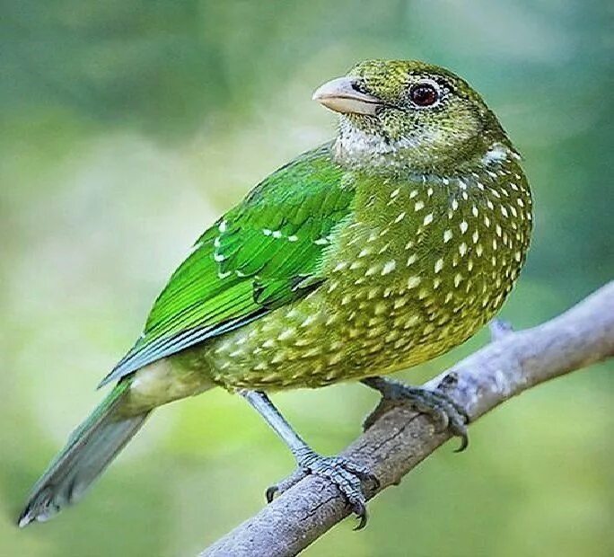 Зеленая птичка название. Зелёный кошачий шалашник. Green Catbird. Зеленая птица. Птица салатового цвета.