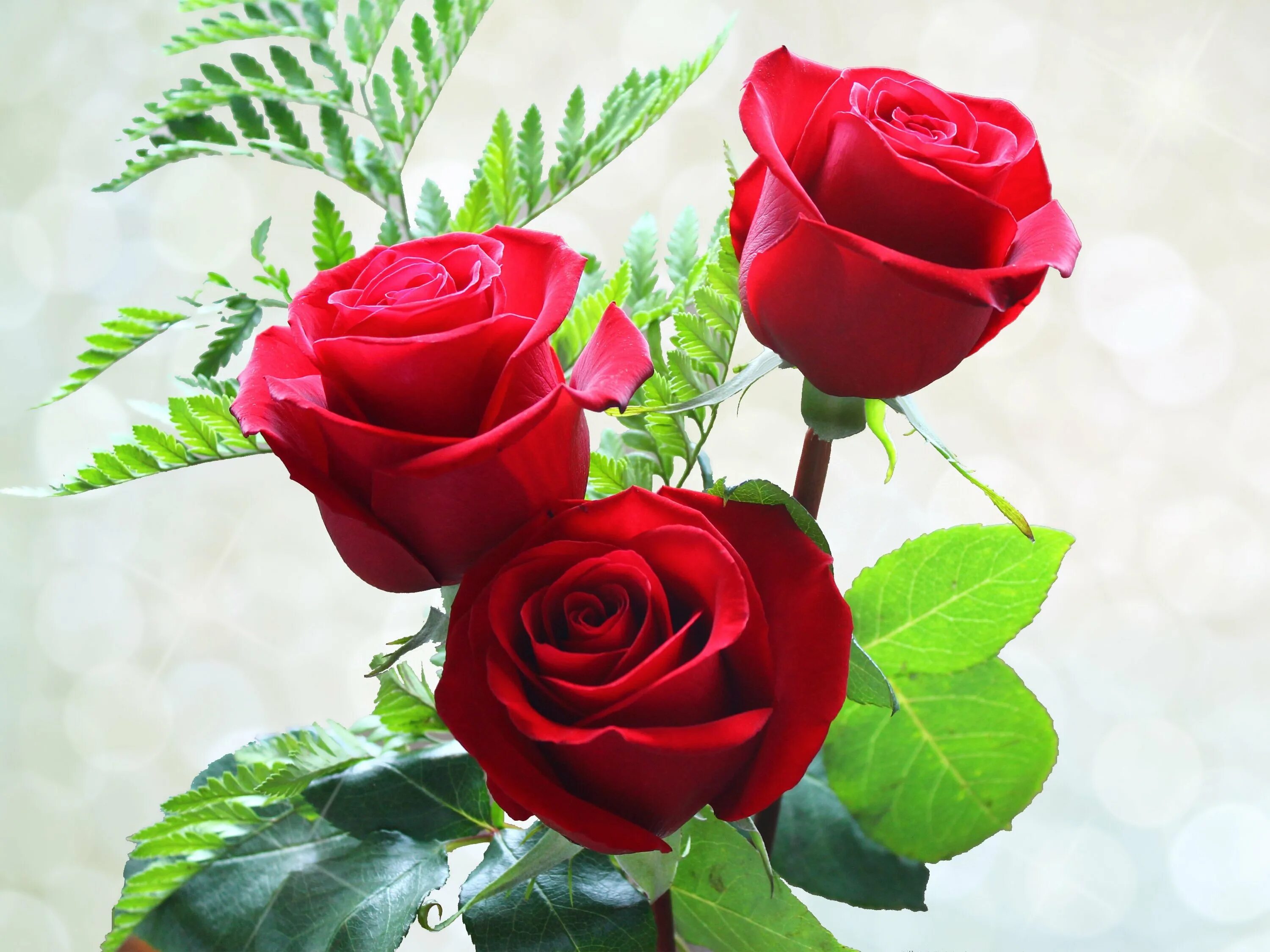 Розы 3 цветка. Гули Садбарг букет. Чиройли Гулар. Красивые розы. Красные розы.