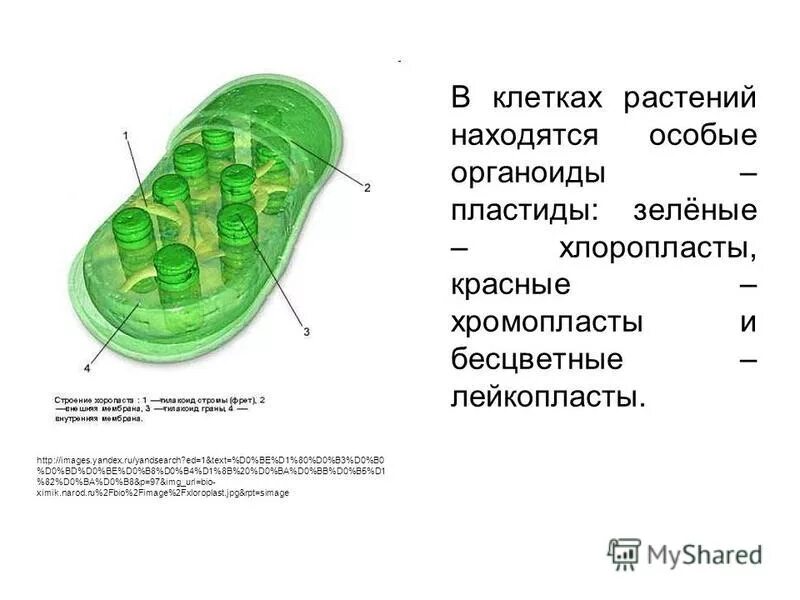 Пластиды хлоропласт хромопласт лейкопласт