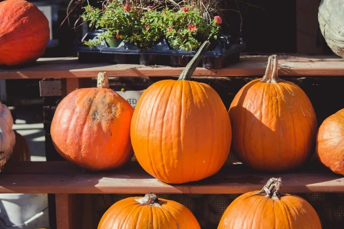 Тыква сроки. Кормовая тыква фото. Как выглядит недозревшая тыква. Тыква в огороде подмосковье. Тыква крупноплодная крупноплодная 1.