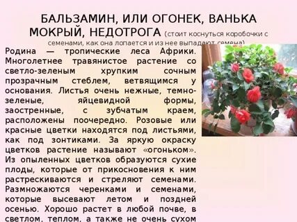 Недотрога какой род