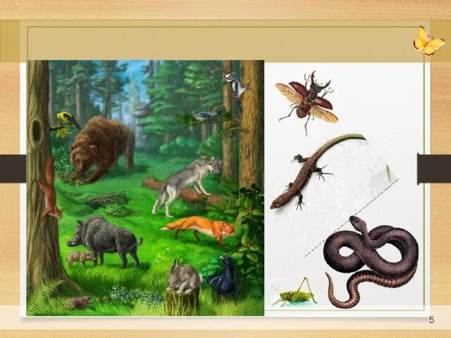 Разнообразие животных 3 класс видеоурок. Животные Природоведение. Рисунок на тему разнообразие животных. Разнообразная Живая природа. Царство животные для детей.