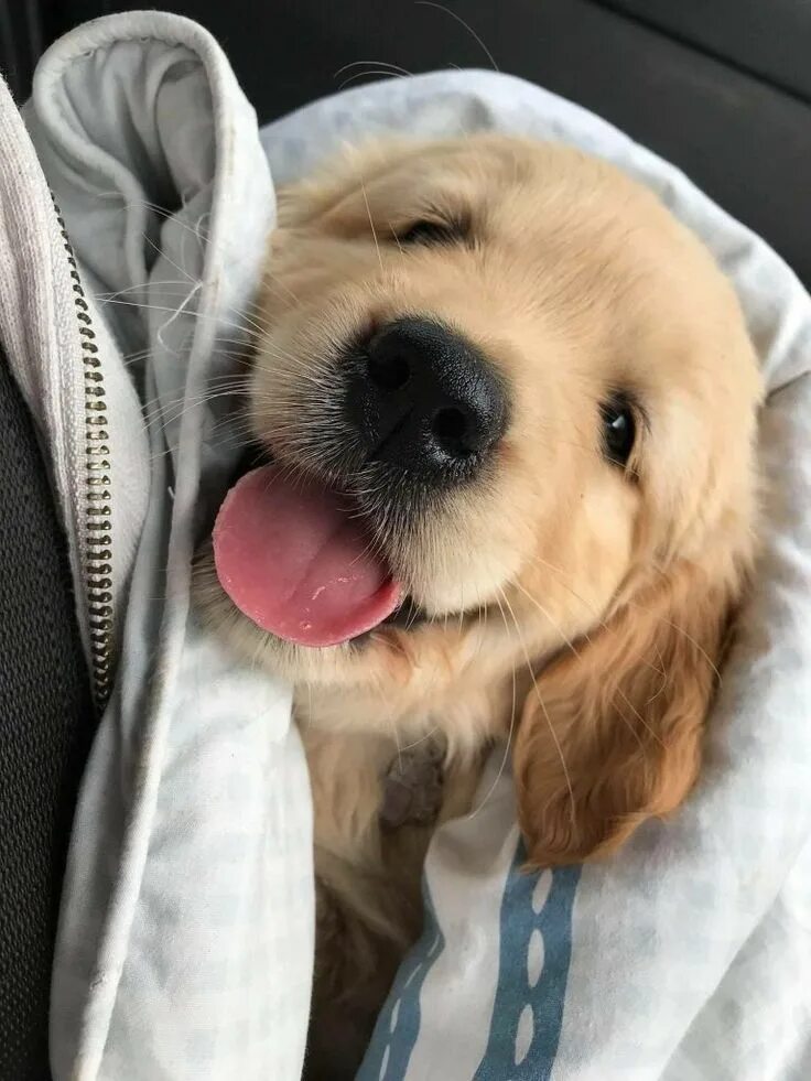 Dog c