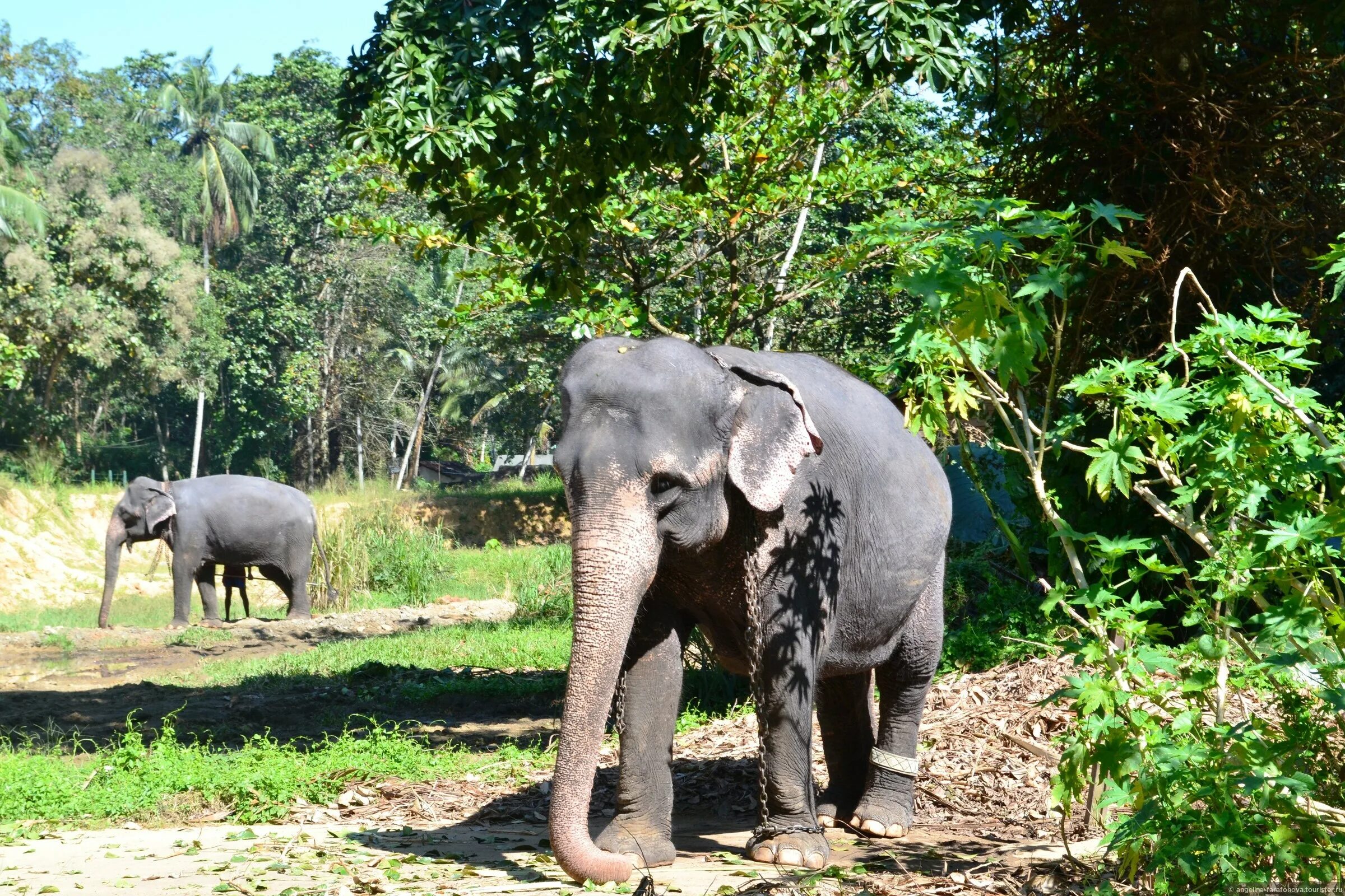Шри ланка питомник. Зоопарк Пиннавела Шри Ланка. Зоопарк Коломбо Шри Ланка. Тук тук Шри Ланка. Зоопарк на Шри Ланке.