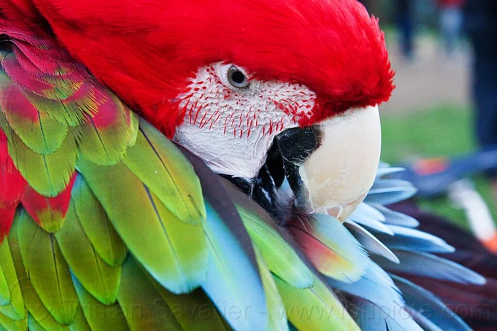 Вид попугаев 6. Попугай жако красный. Красный Какаду. Красный ара. Самый большой попугай.