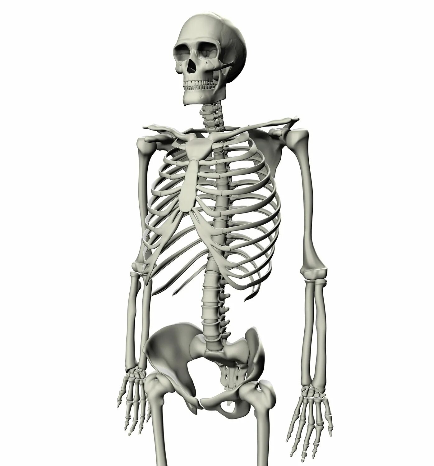 Скелет. Скелет человека. Скелет человека со всех сторон. Скелет мужчины.