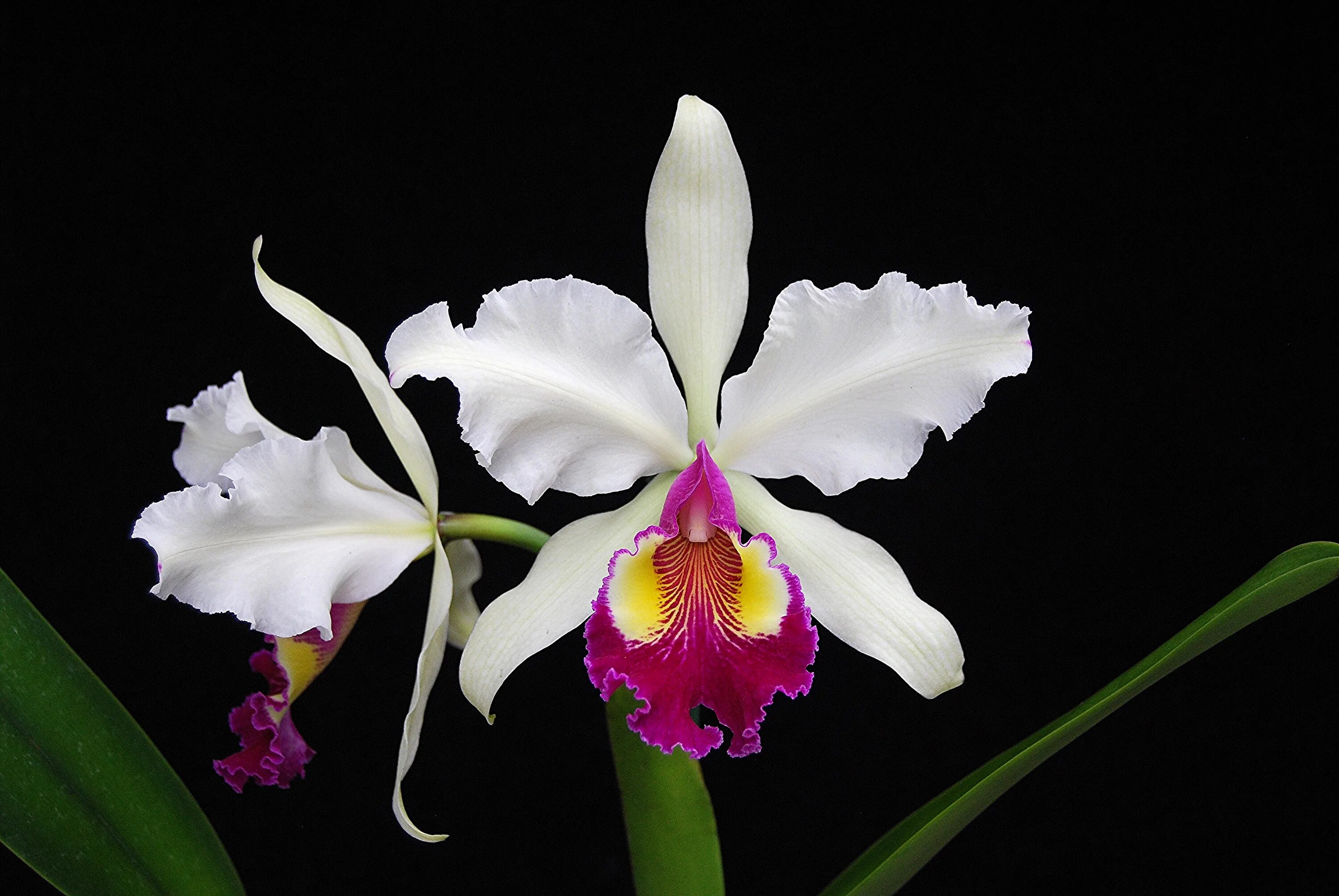 Каттлея Хардиана. Cattleya x Hardyana. Cattleya x Hardyana Semi Alba.