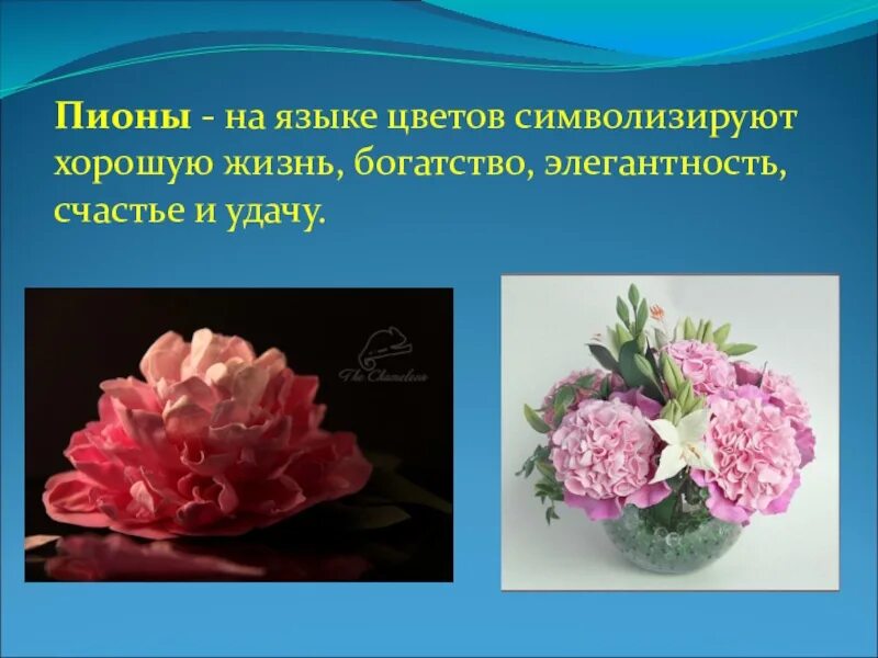 Пионы на языке цветов. Что означают пионы на языке цветов. Пион символ. Что олицетворяют пионы. Что символизирует пион