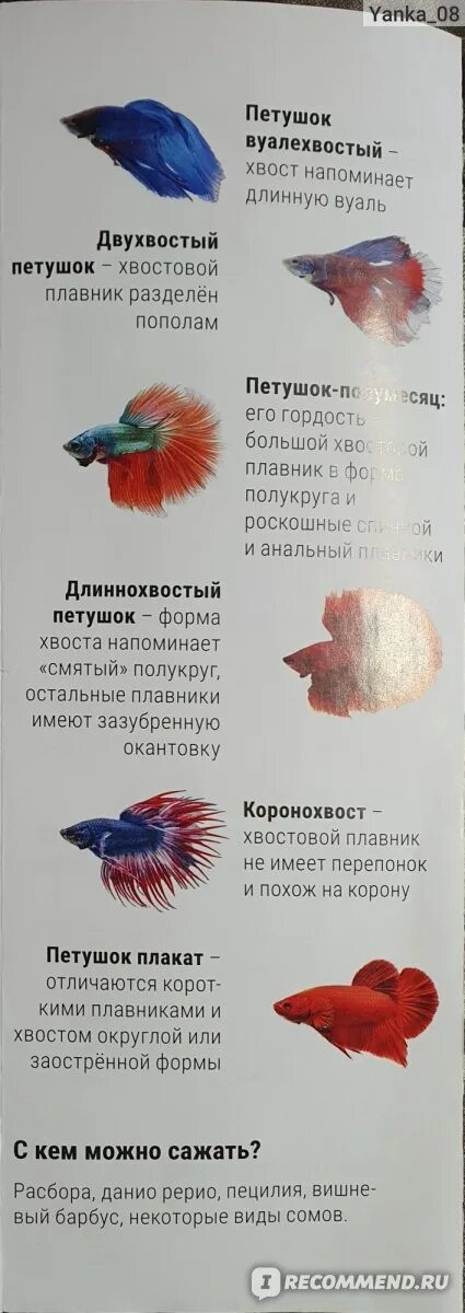 Петушки рыбки совместимость. Женщина петух мужчина змея. Петушок виды. Петух и змея совместимость. Рыбы петух мужчина характеристика.