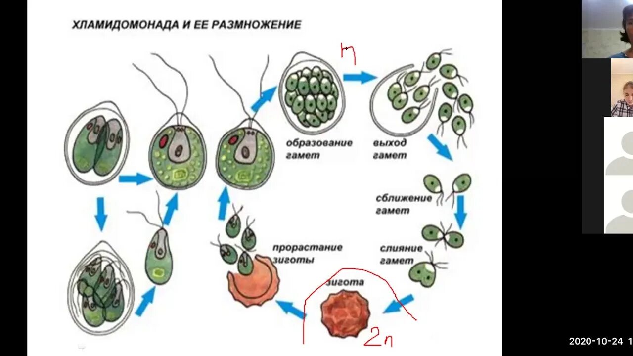 Какие водоросли размножаются. Этапы размеожения хломидомонад. Размножение хламидомонады. Размножение водорослей хламидомонада. Схема размножения одноклеточных водорослей.