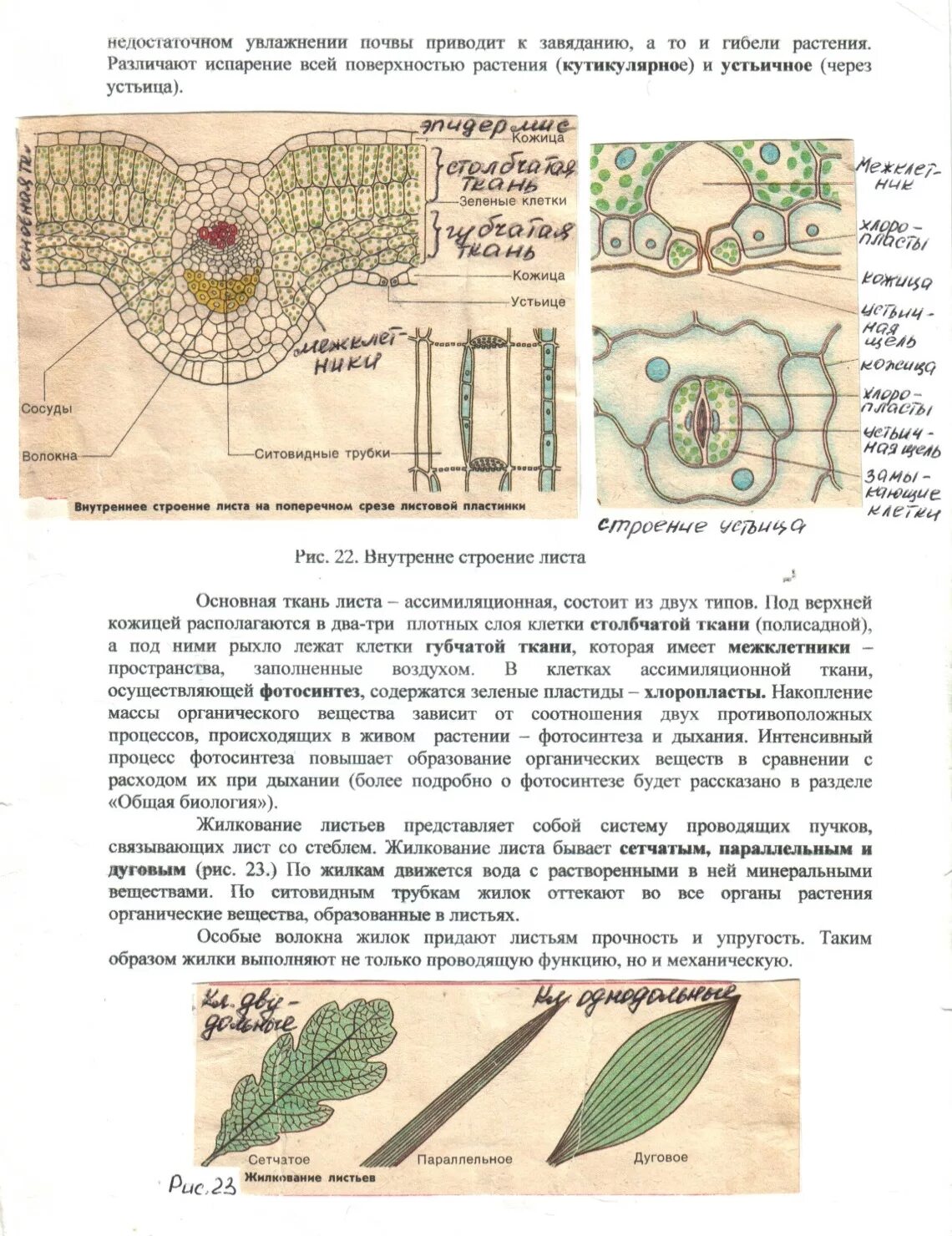 Какой тканью представлены жилки. Внутреннее строение листа ткани. Эпидермис листа однодольного растения схема. Внутреннее строение листа Проводящая ткань. Ткани растений поперечный срез листа.