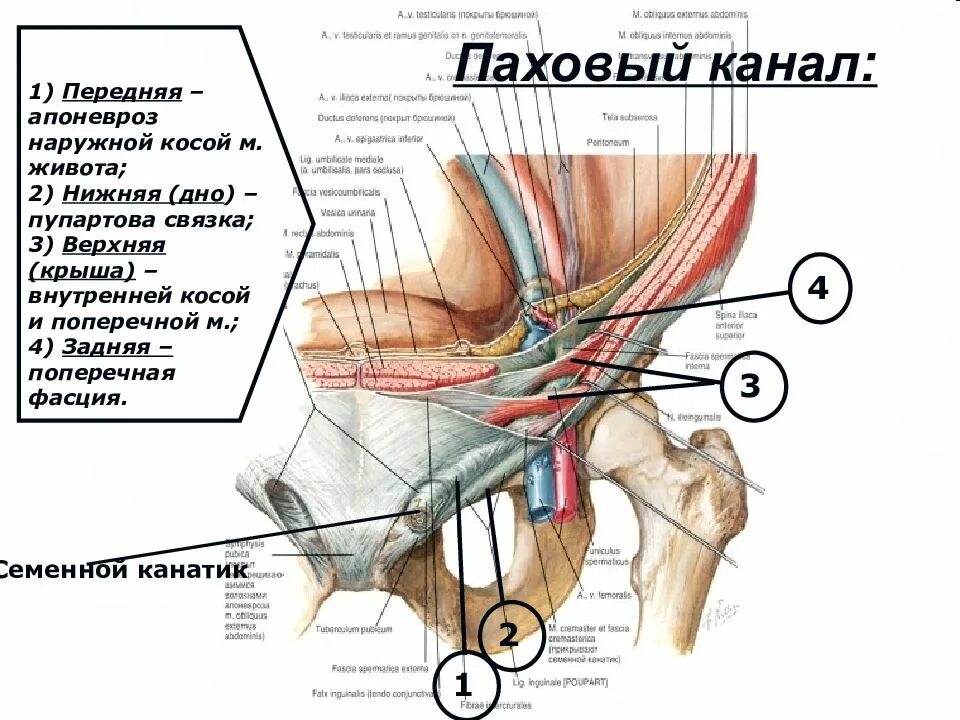 Пупартовых связок