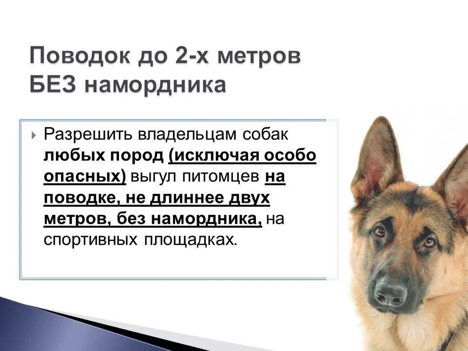 Выгул без поводка статья. Собака без поводка и намордника. Выгул собак без намордника. Выгул собак в наморднике. Опасные породы собак список.