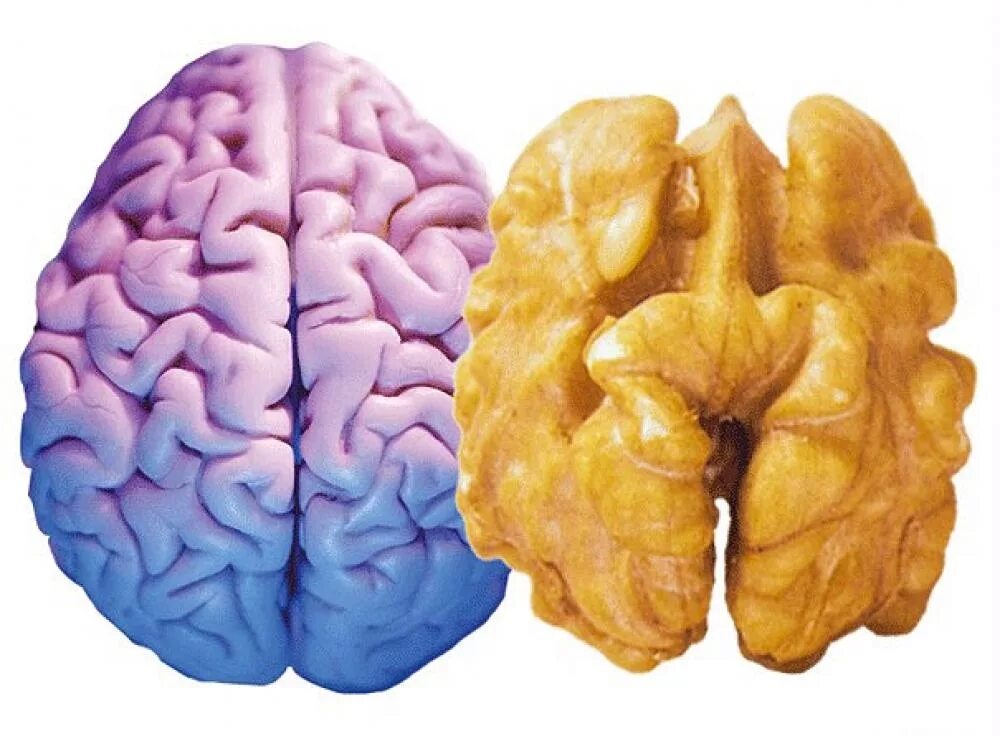 Мозги е. Грецкий орех мозг. Орех мозг. Грецкий орех и мозг человека. Мозг с орешек.