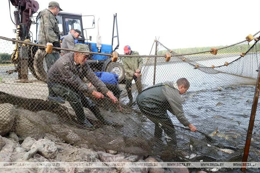 Рыбхозы в Беларуси. Лов начался