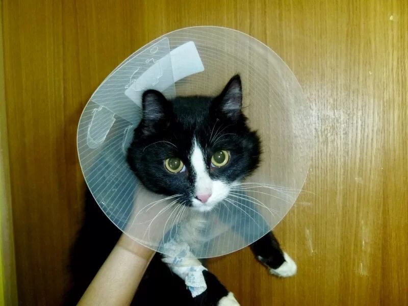 Воротник для кошек. Воротник для кота. Послеоперационный воротник для кошек. Елизаветинский воротник для кошек. Кот в конусе.