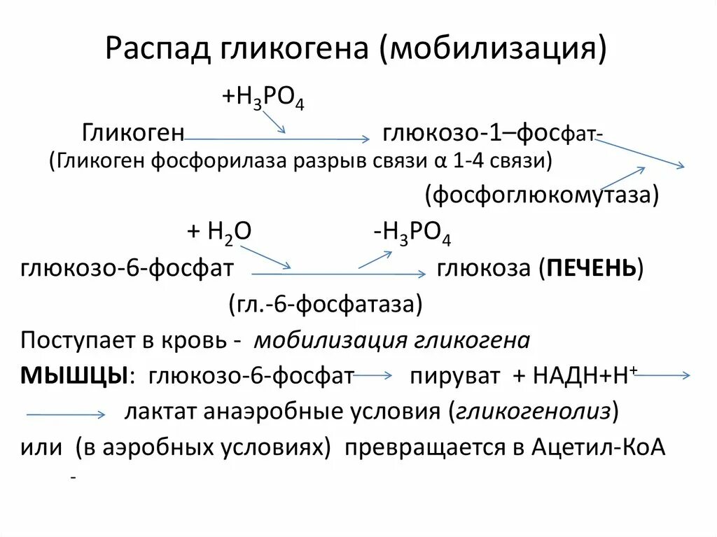 Распад гликогена в печени и мышцах. Распад гликогена биохимия. превращение глюкозы в гликоген. фосфоролитический распад гликогена. гликоген химические свойства.