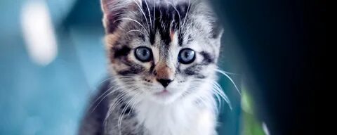 Def cat