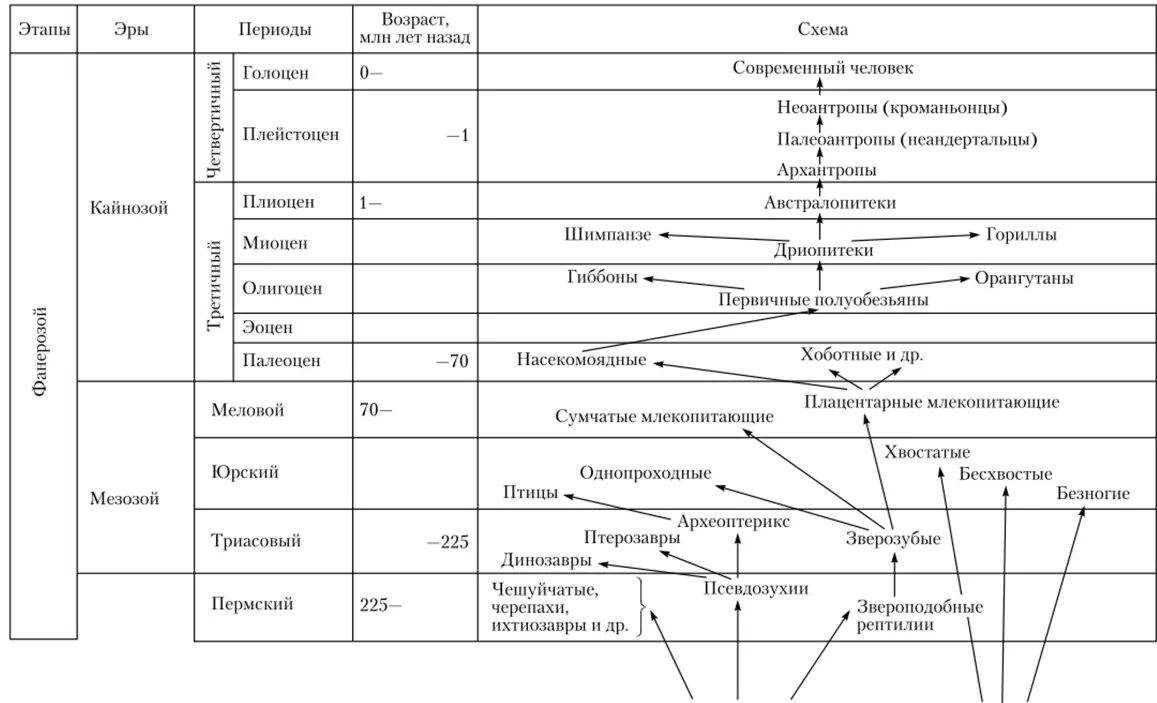 Эволюция хордовых таблица. Схема Эволюция систем органов хордовых. Эволюция систем органов животных таблица 10 класс. Таблица филогенез выделительной и половой систем хордовых.