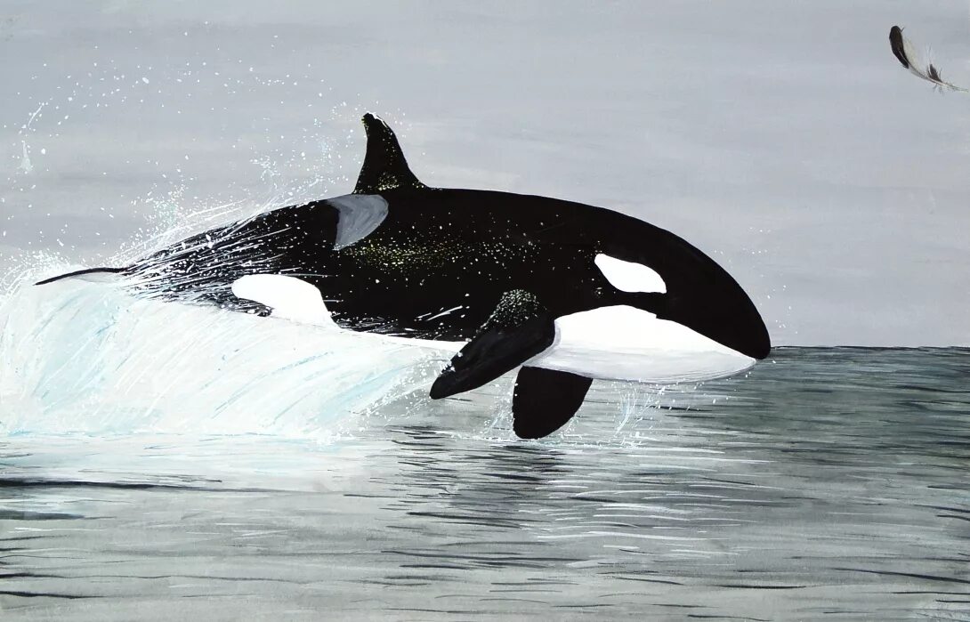 Антарктида кит Касатка. Orcinus Orca коса́тка Orca Killer Whale. Касатка в Антарктиде. Кит акула Касатка Дельфин. Как называется касатка